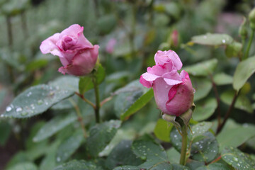 pink rose flowers with raindrops and fresh green leaves, two beautiful buds of purple roses with dew drops, delicate roses 