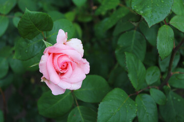 pink rose in garden, red rose on green 