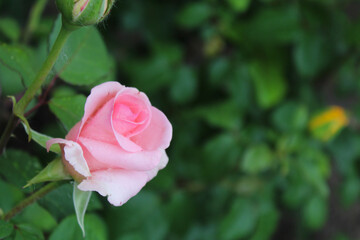 pink rose, red rose on green
