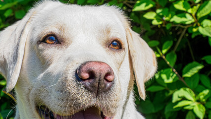 Dog. A Labrador retriever. Portrait of a funny cute dog. The year of the dog. Pets.