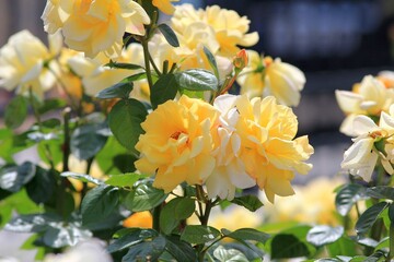 Bright yellow roses close-up in the park on a blurred background

