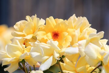 Bright yellow roses close-up in the park on a blurred background
