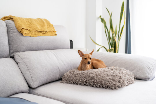 Dog resting on the sofa.