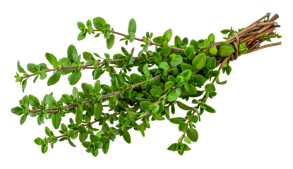 Fresh green thyme sprigs, cut out - stock png.