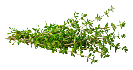 Fresh green thyme sprigs, cut out - stock png.