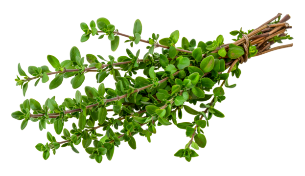 Fresh green thyme sprigs, cut out - stock png.