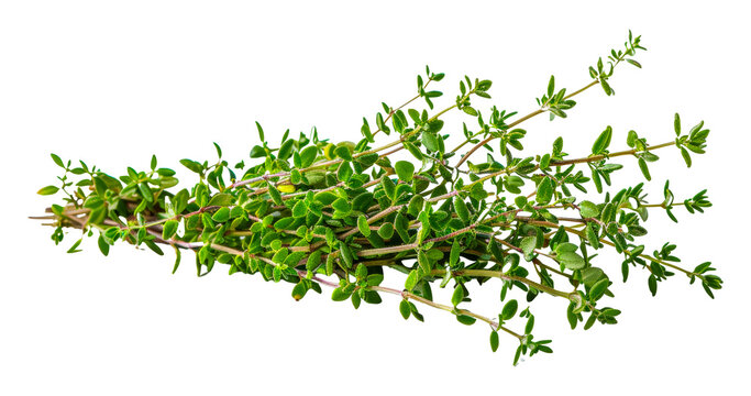 Fresh green thyme sprigs, cut out - stock png.