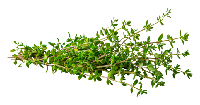 Fresh green thyme sprigs, cut out - stock png.