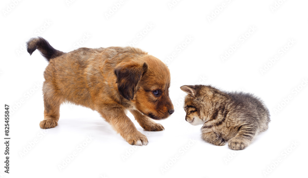 Poster Kitten and puppy.