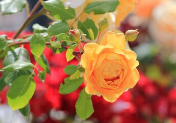 Bright yellow roses close-up in the park on a blurred background
