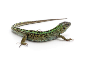 One green lizard.