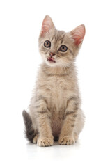 Kitten showing tongue.