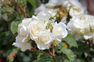 White roses close-up in the park on a blurred background
