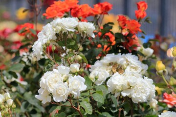 White roses close-up in the park on a blurred background
