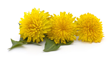 Three yellow dandelions.