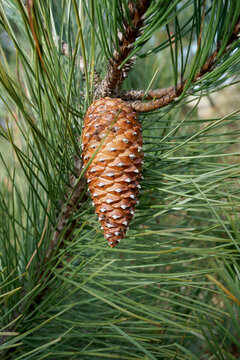 Pinecone on the tree