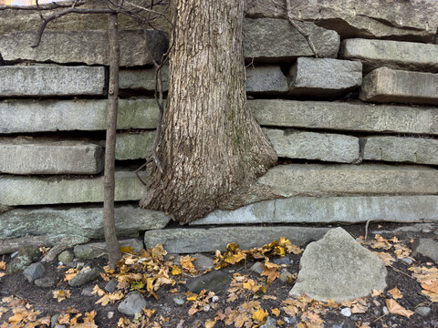 Tree trunk grows from granite stone Wall 