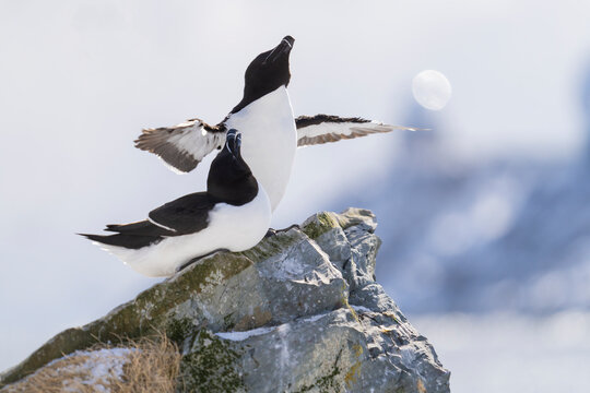 Razorbills Look Out The Sky At Horn&oslash;ya Island  