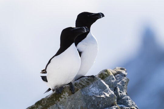 Two Razorbills Looking Out To Barents Sea  