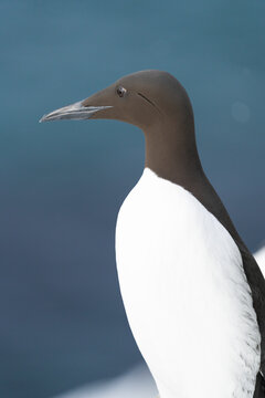 Common Murre Or Guillemot, Vertical Portrait  