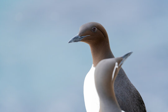 Common Murres Or Guillemots, Portrait  