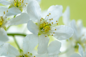 Cherry blossoms on a green background closeup macro photography.