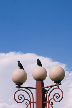 Birds on street lamps
