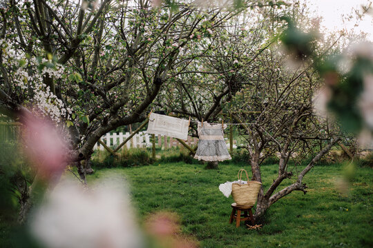 Laundry in an Orchard