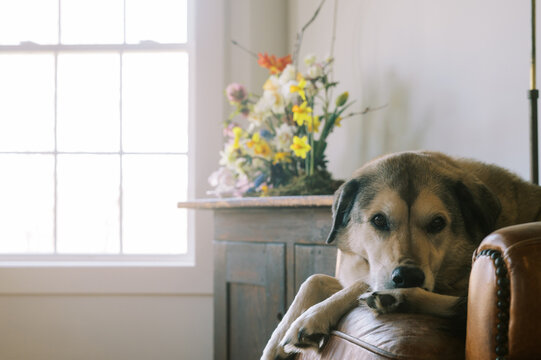 beautiful dog on armchair in home with flowers in corner of room