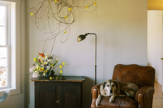 beautiful dog on armchair in home with flowers in corner of room