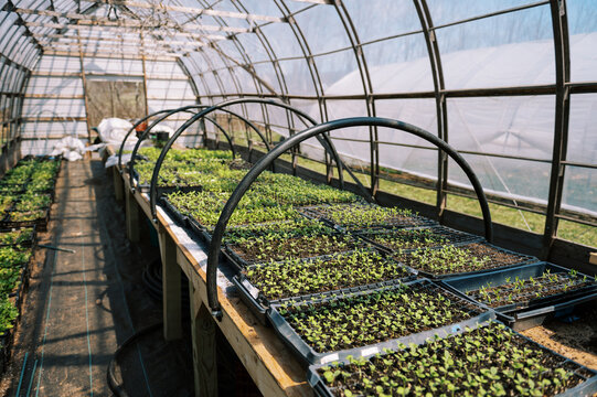 farm greenhouse filled with seedlings in spring season