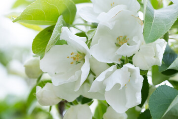 Fototapeta premium White flowers of an apple tree on a branch in the spring garden.