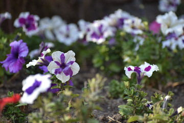 Obraz premium purple and white begonia flowers
