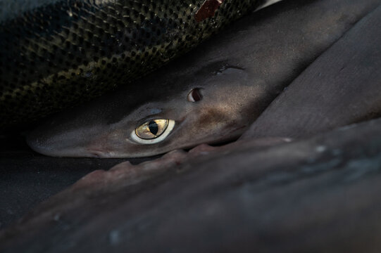 "Shark Eye"-Bilder: Stock-Fotos & -Videos. | Adobe Stock