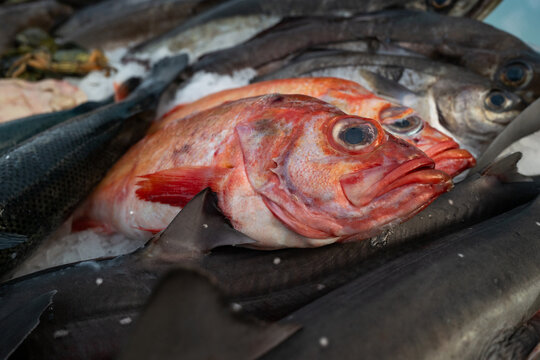 Redfish and other fish