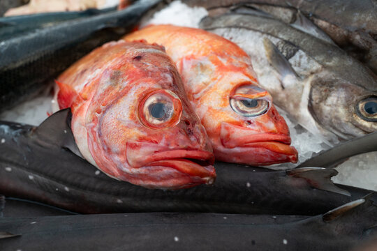 Redfish and other fish