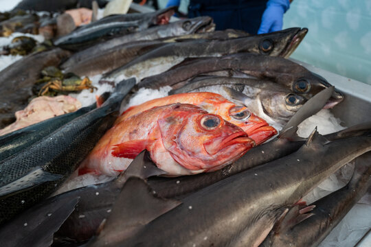 Redfish and other fish