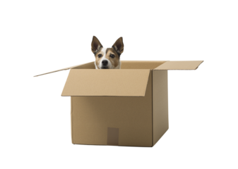  Jack Russell terrier on white background