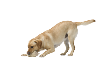 Portrait of Labrador Retriever on white background