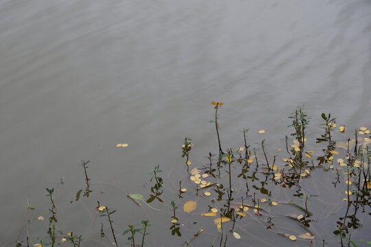 Autumn Pond