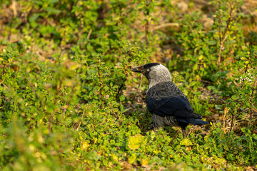 Elegant Hooded Crow in Sunlit Meadow: A Natural Beauty Captured Perfectly