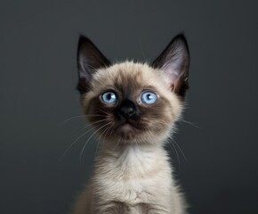 Fototapeta premium Siamese Cat With Blue Eyes Looking Up