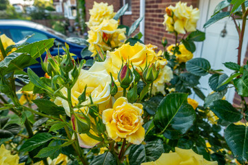 A yellow rose blooms in the front garden of a house in Readiing, UK