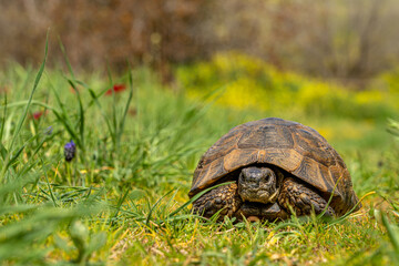 Tortoise in the Lush Fields of Ancient Aphrodisias, Turkey - Capturing Nature and History