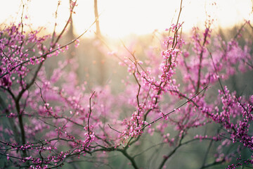 spring sunset behind blooming redbud trees