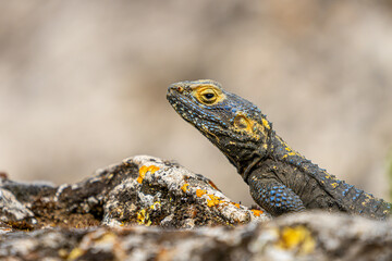 Vibrant Lizard Sunbathing on Ancient Rock in Hierapolis, Turkey - Captivating Wildlife Photography