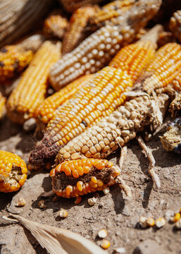 Dried Corn Cobs