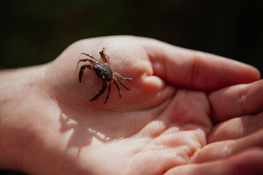 A hand holding ofJuvenile freshwater crab.
