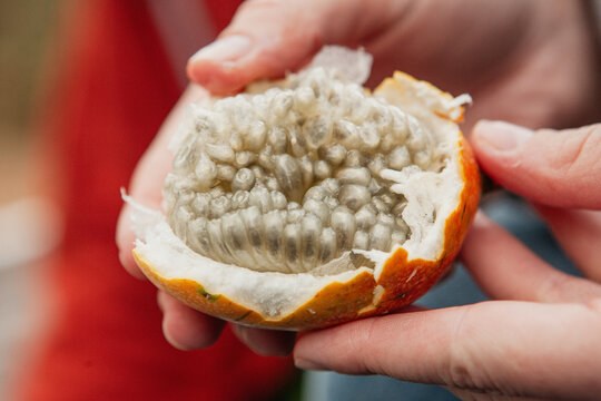 Fresh Granadilla Fruit