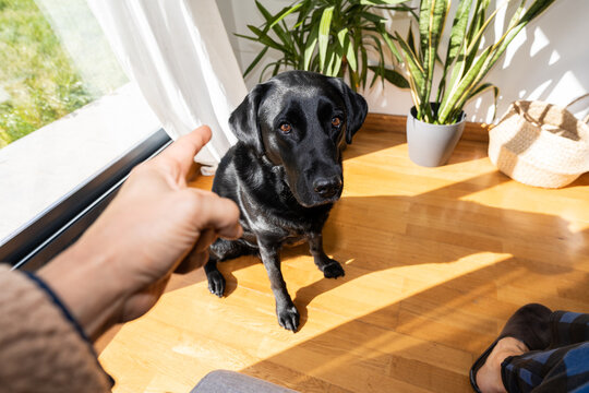 Owner pointing finger to scolding dog.